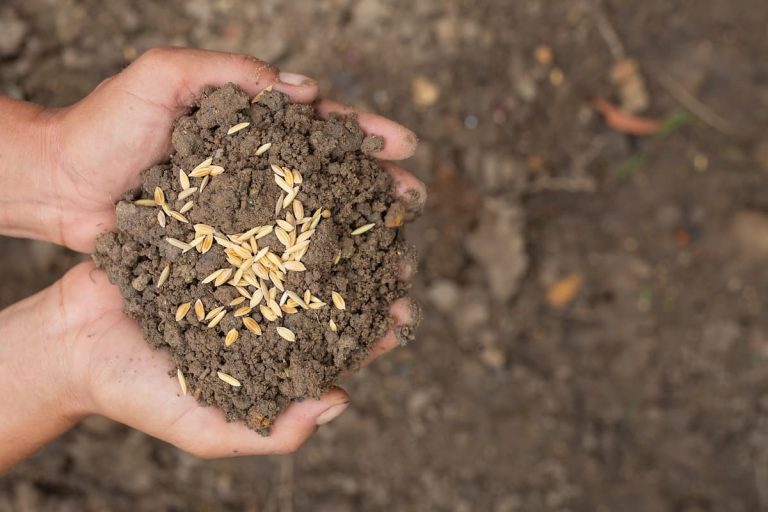 Testing ‘the soil’ before ‘sowing’